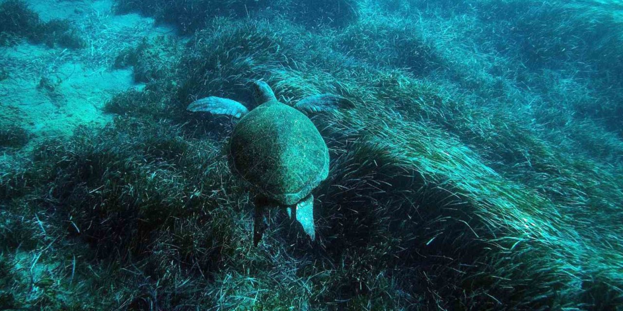 Bodrum’un su altı ekosistemini haritalama çalışmaları sürüyor