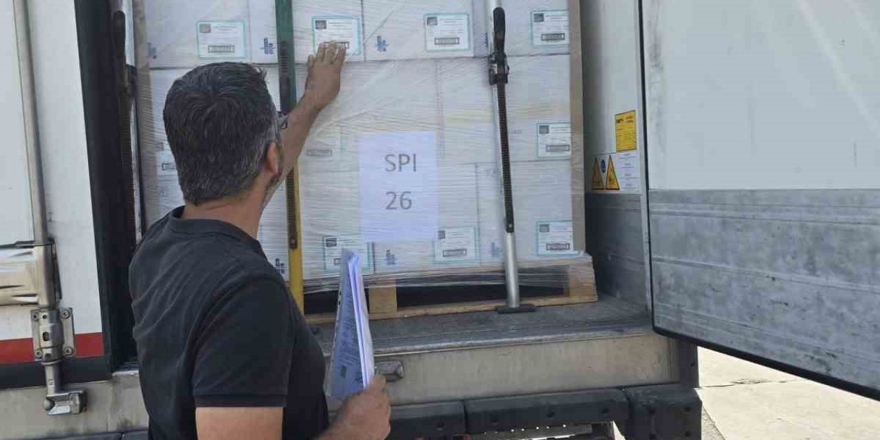 Didim’in balıkları, İngiltere yolcusu