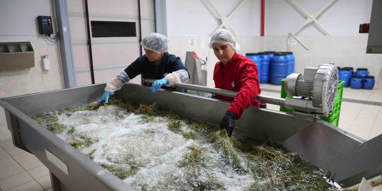 Efeler’in fabrikasında yaz mesaisi
