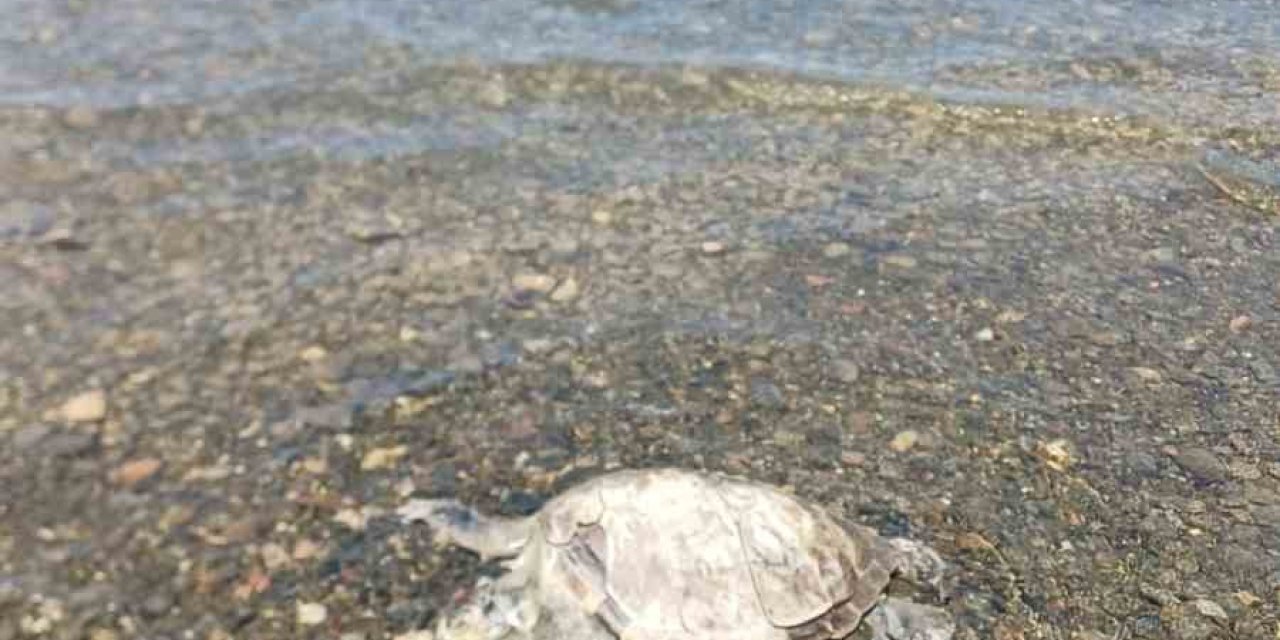 Ula’da sahilde Caretta Caretta bulundu