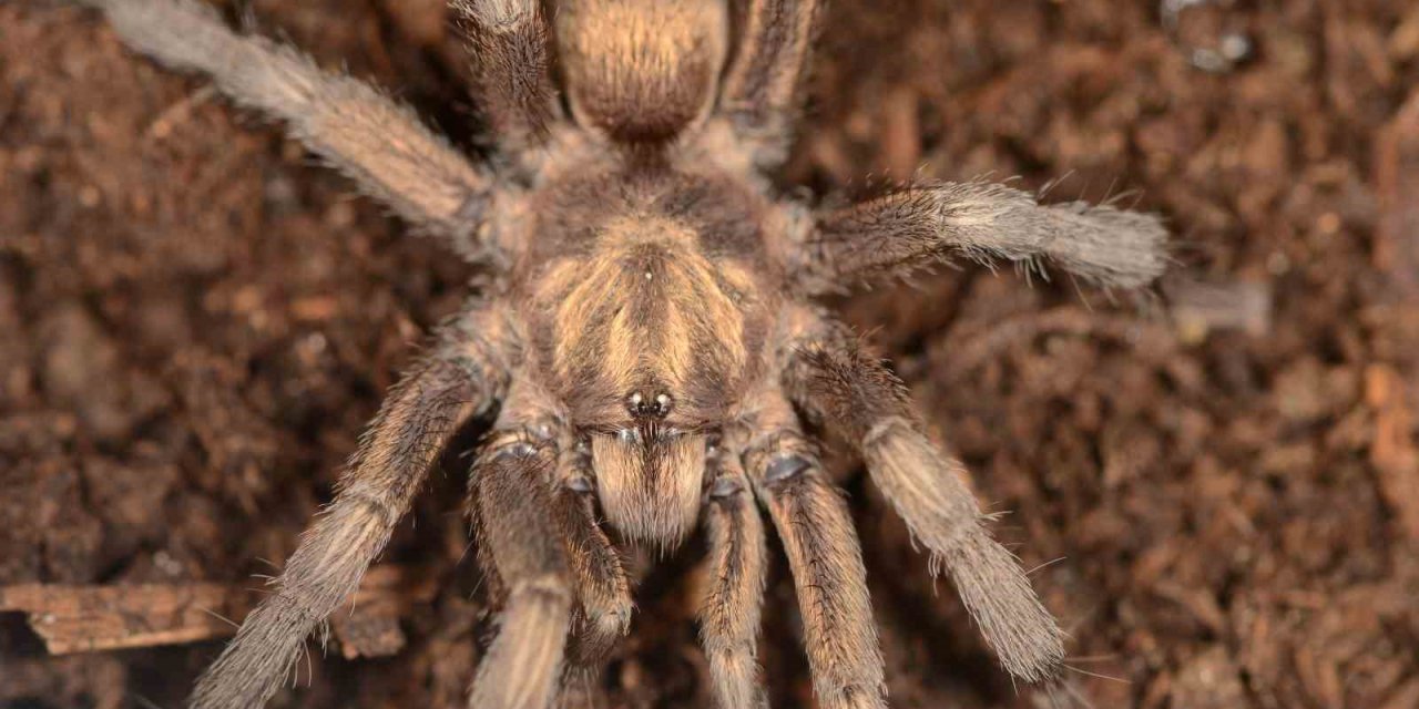 Türkiye’de ilk kez yeni bir tarantula cinsi kaydedildi