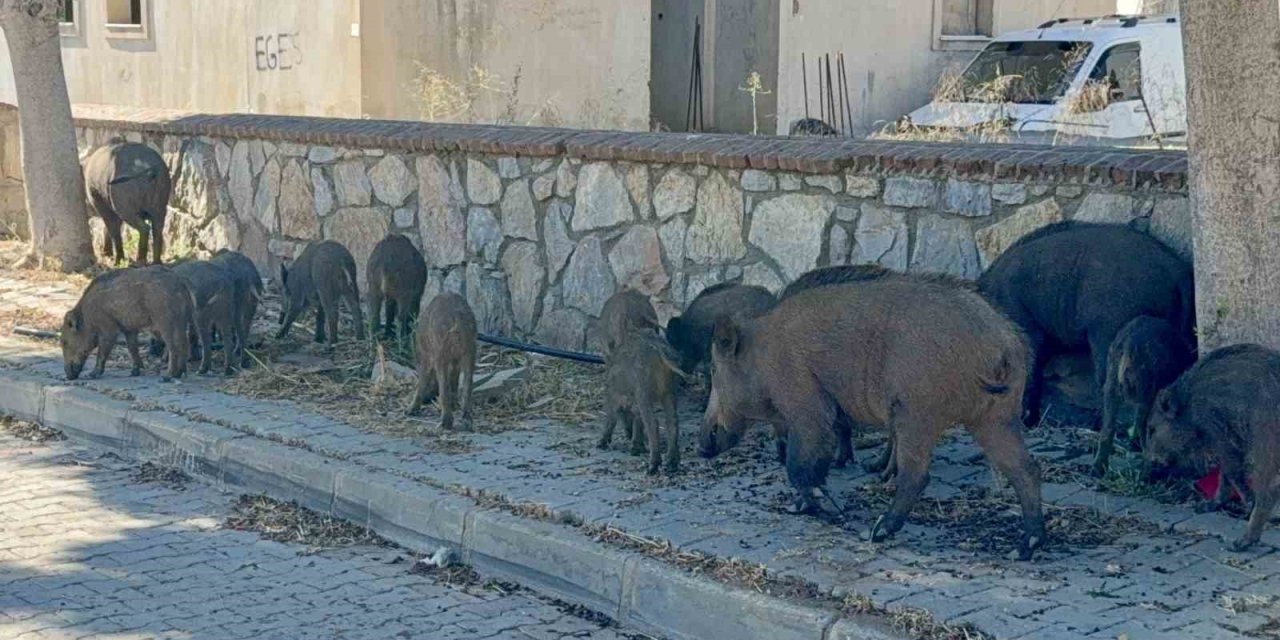 Bodrum’da gündüz vakti domuz sürüsü mahalleye indi