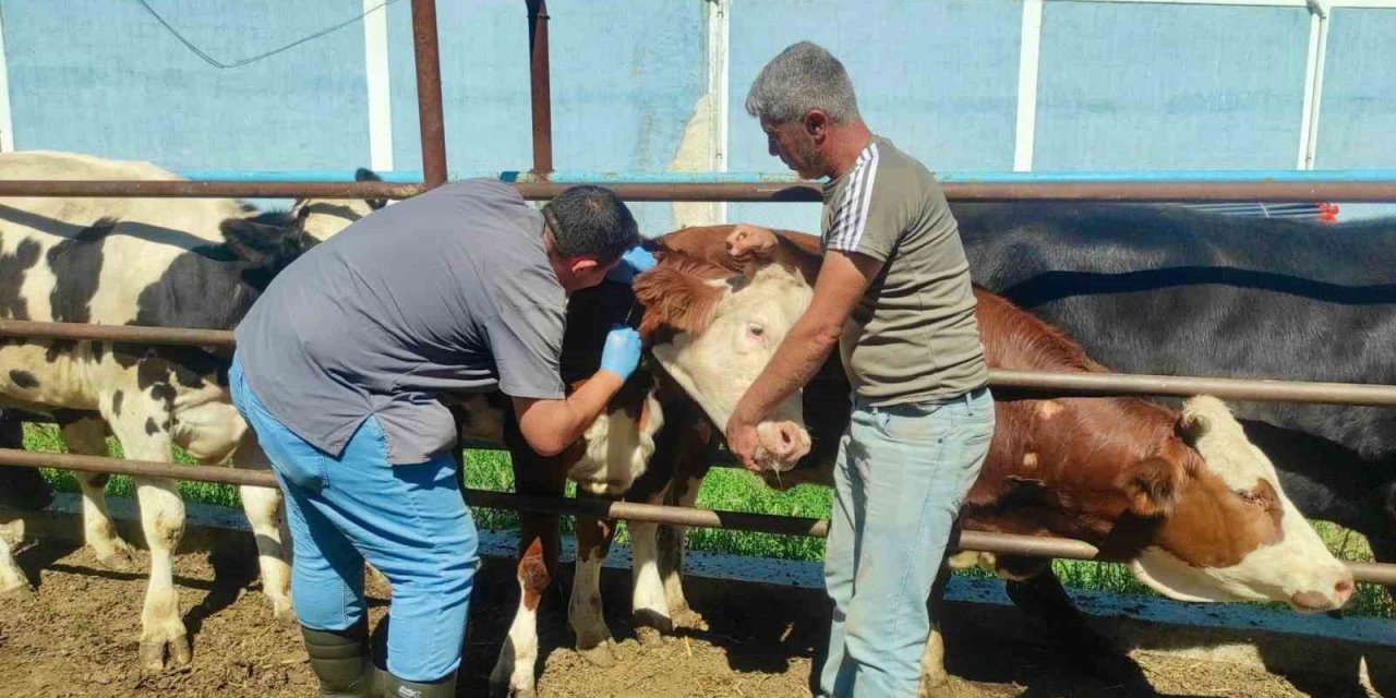 Hayvan sağlığının korunmasına yönelik çalışmalar sürüyor