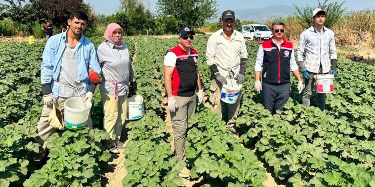 Koçarlı, Aydın’ın bamya üretimindeki liderliğini sürdürüyor