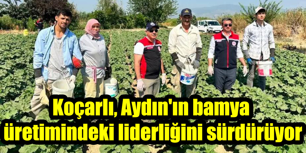 Koçarlı, Aydın’ın bamya üretimindeki liderliğini sürdürüyor
