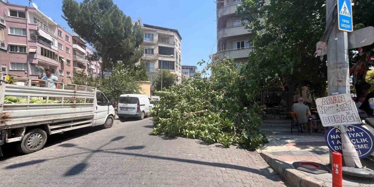 Devrilen ağaç iki araca zarar verdi