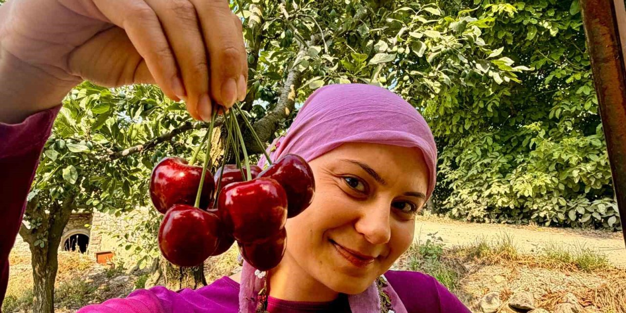 İhracatlık kirazda hasat dönemi başladı