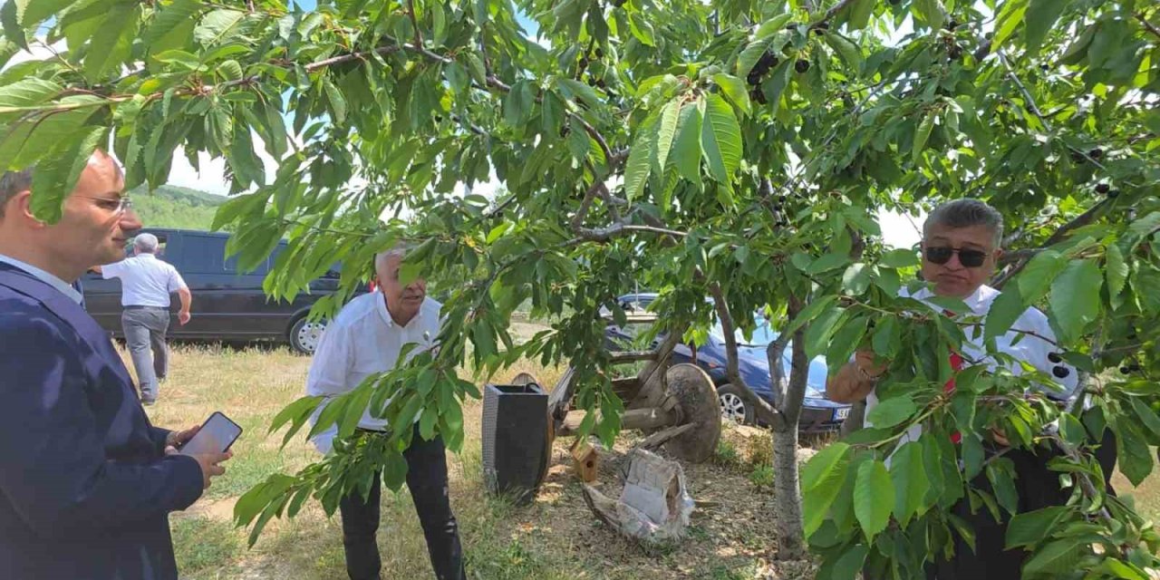 Kütahya Şaphane’de kiraz hasadı başladı