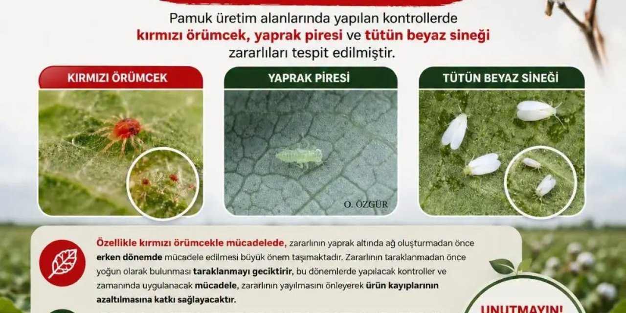 Aydınlı pamuk üreticilerine zararlı uyarısı