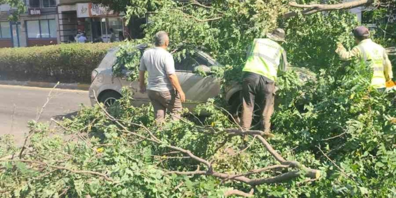 Seyir halindeki otomobilin üzerine ağaç devrildi