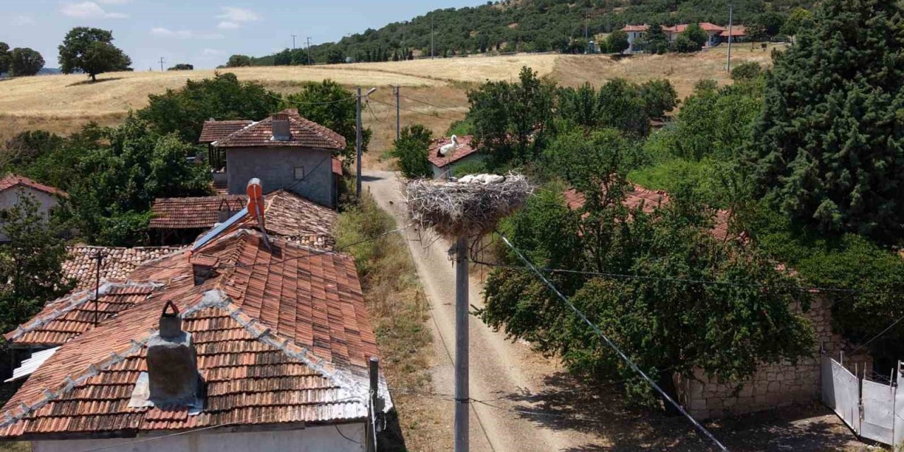 Kütahya’da leylekler bu köyün maskotu oldu