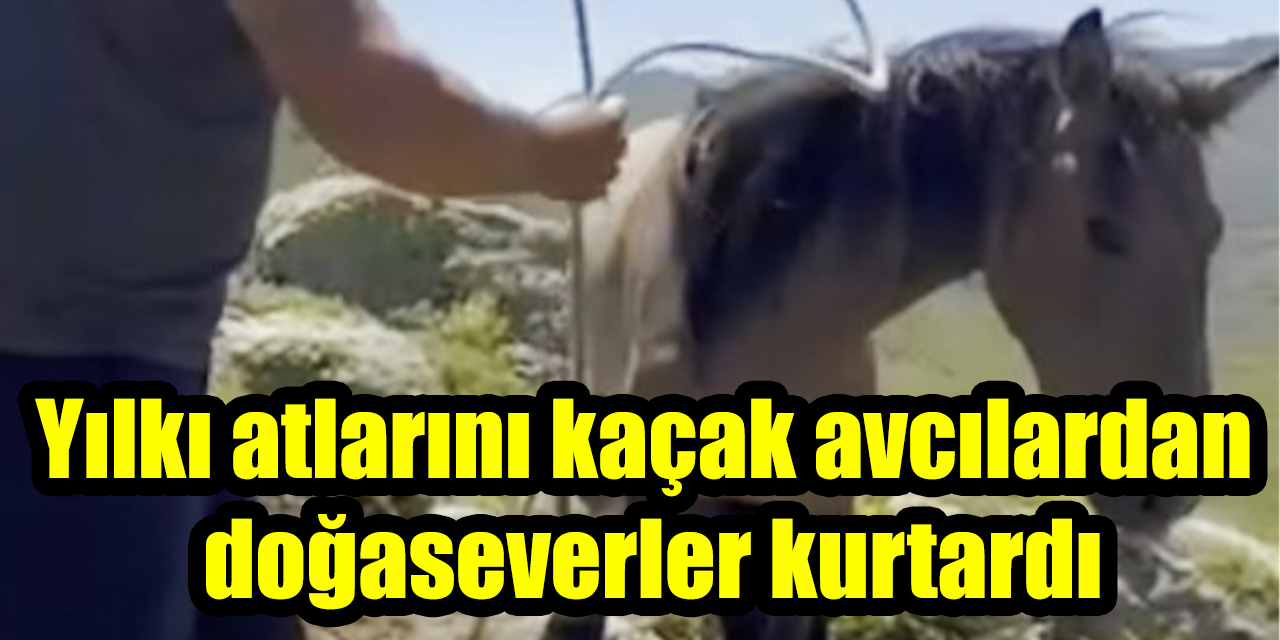 Yılkı atlarını kaçak avcılardan doğaseverler kurtardı
