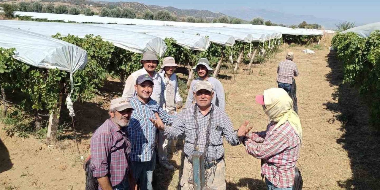 Dünyaca ünlü Sultaniye üzümüne beyaz kalkan