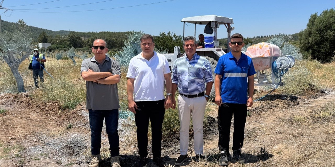Zeytinler büyüyor, Milas kazanıyor