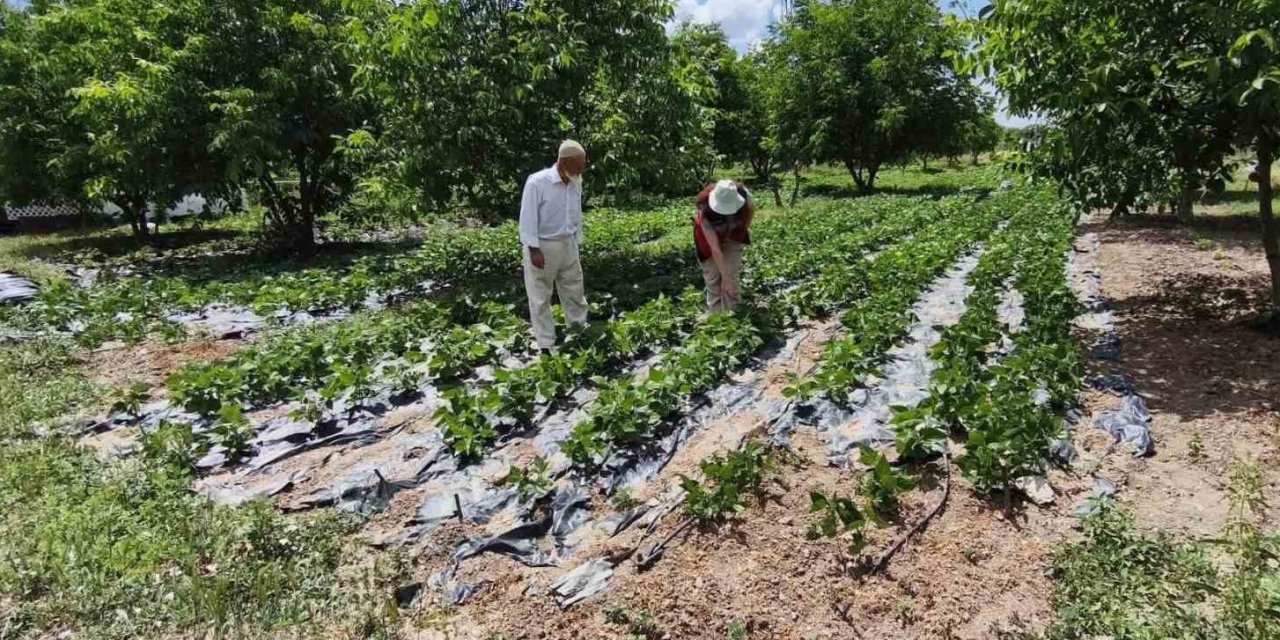 Kütahya’da nohut ve barbunya demonstrasyon alanlarında inceleme