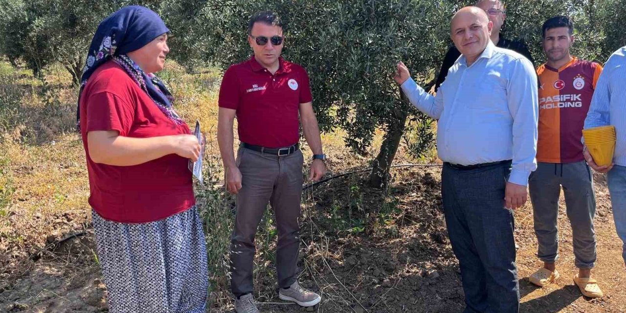 Buldan’da zeytin sineğine karşı fenomen tuzak dağıtıldı