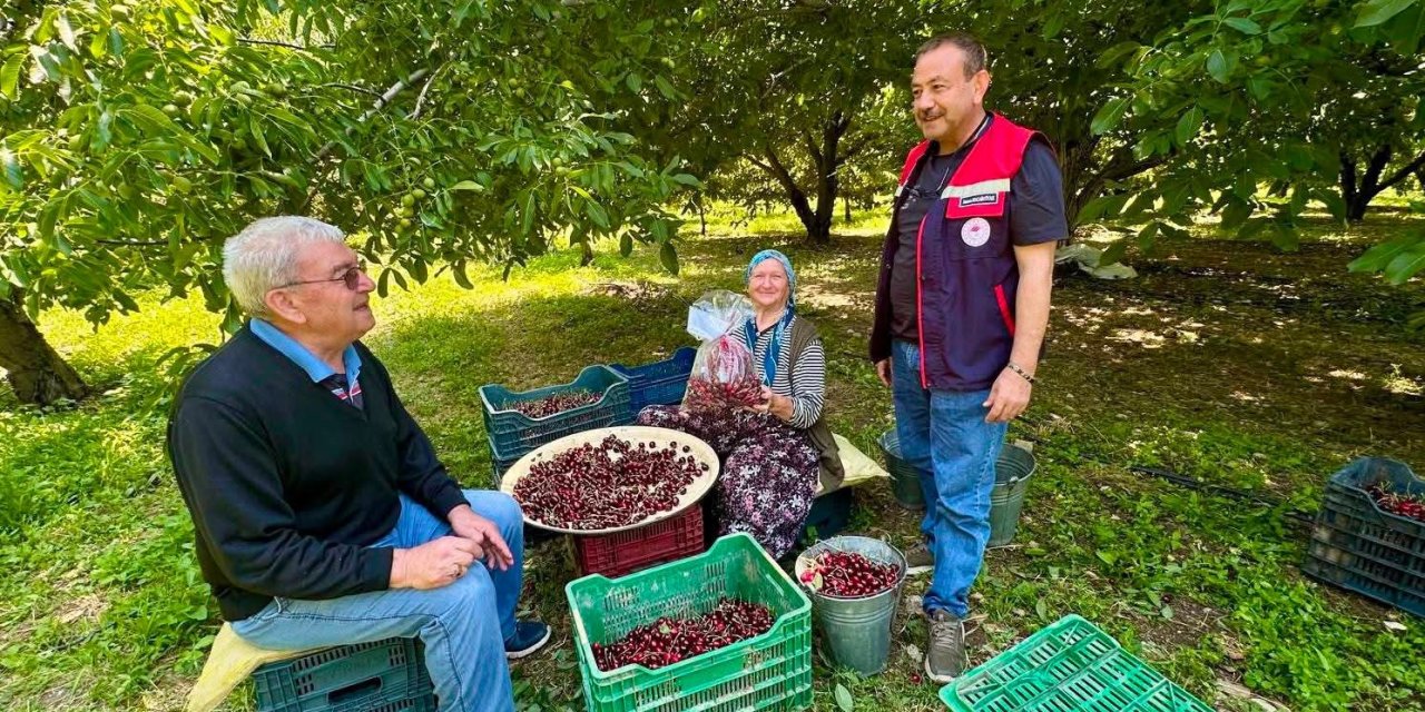 Kiraz bahçelerinde hasat öncesi pestisit denetimi