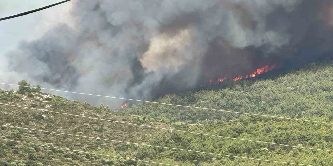 Milas’ta orman yangını