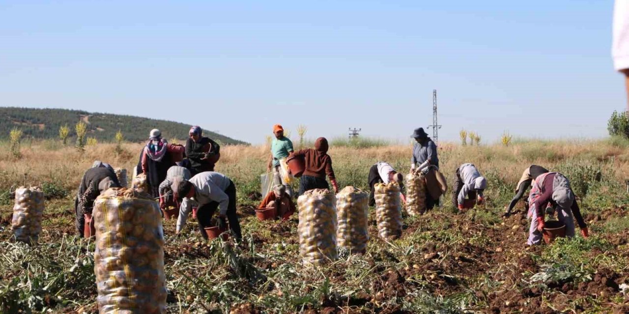 Hasadı başlayan patates fiyatıyla üreticilerin yüzünü güldürdü