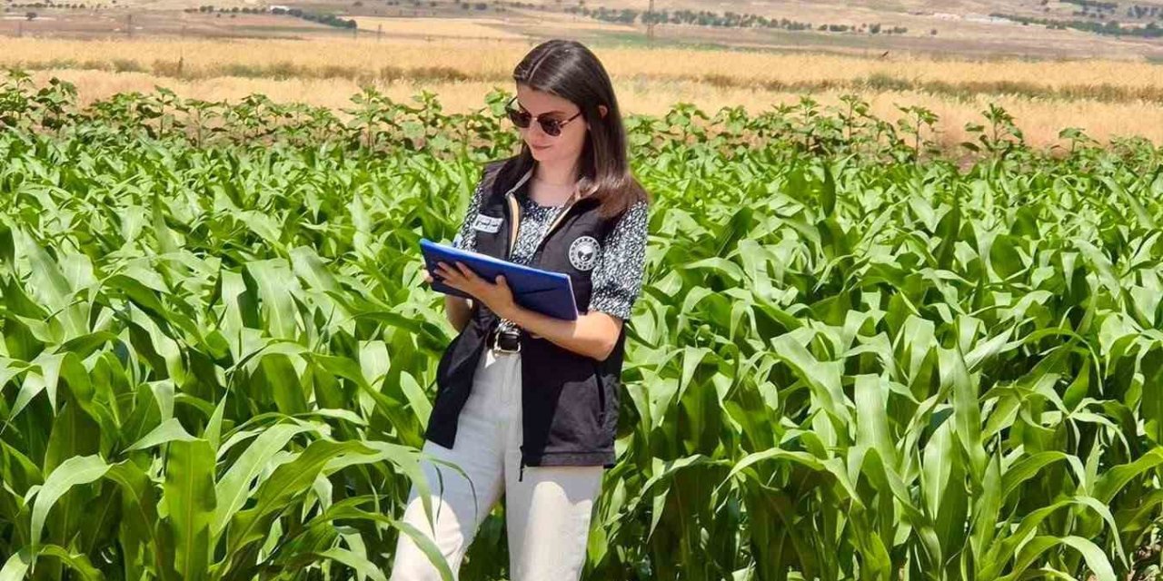 Şuhut’ta yem bitkileri ekili alanlarda saha çalışmaları devam ediyor