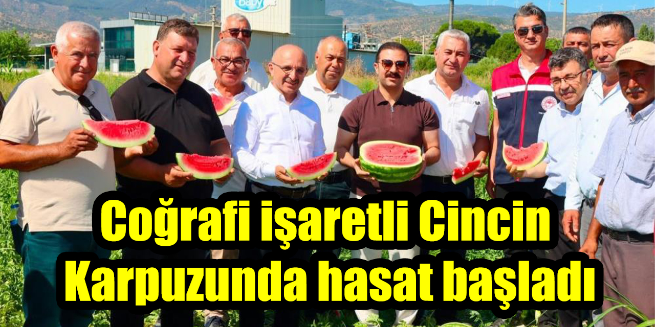 Coğrafi işaretli Cincin Karpuzunda hasat başladı