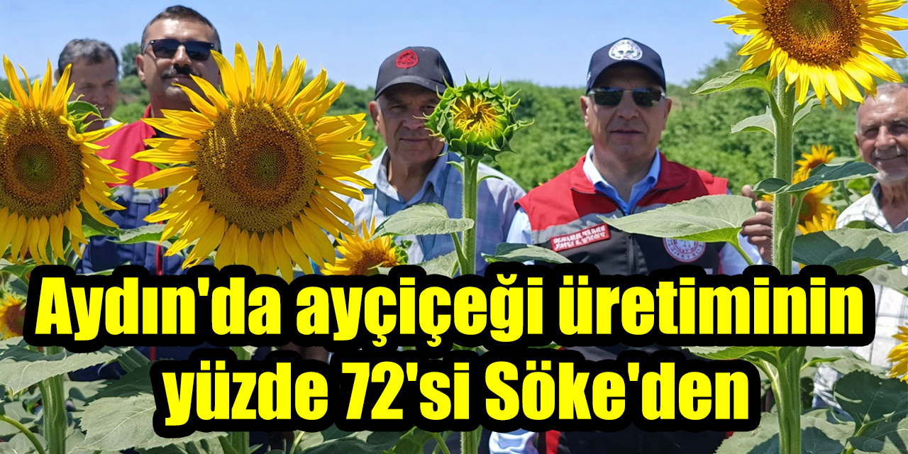 Aydın'da ayçiçeği üretiminin yüzde 72'si Söke'den