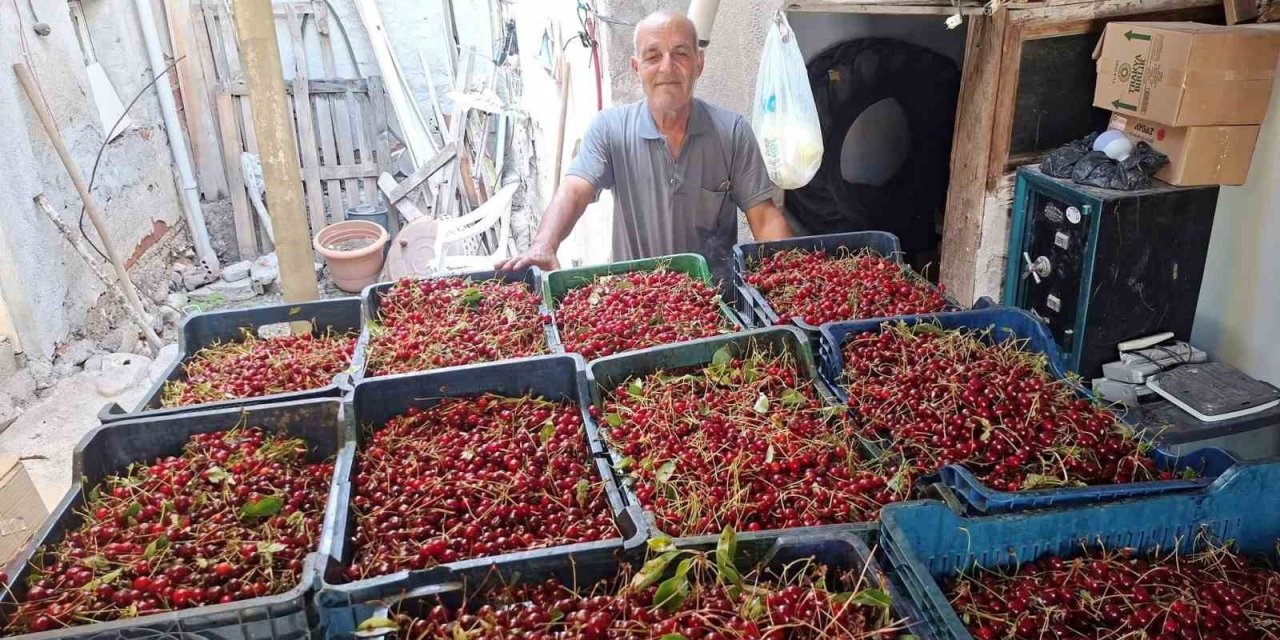 Hisarcık’ta vişne alımları başladı, üretici fiyatlardan memnun değil