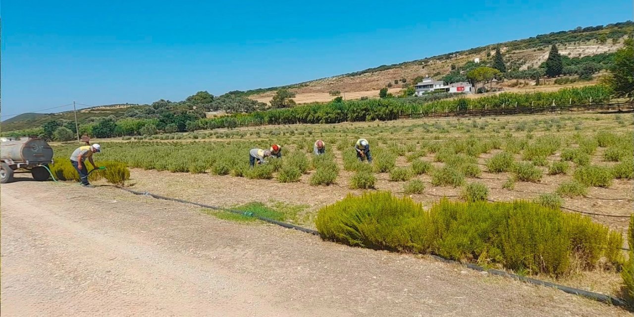 Didim Belediyesi fidanlığında üretim büyüyor