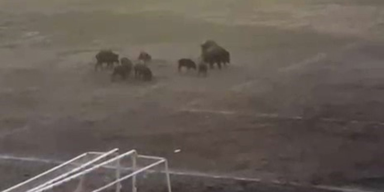 Milas’ta yaban domuzları futbol sahasını mesken tuttu
