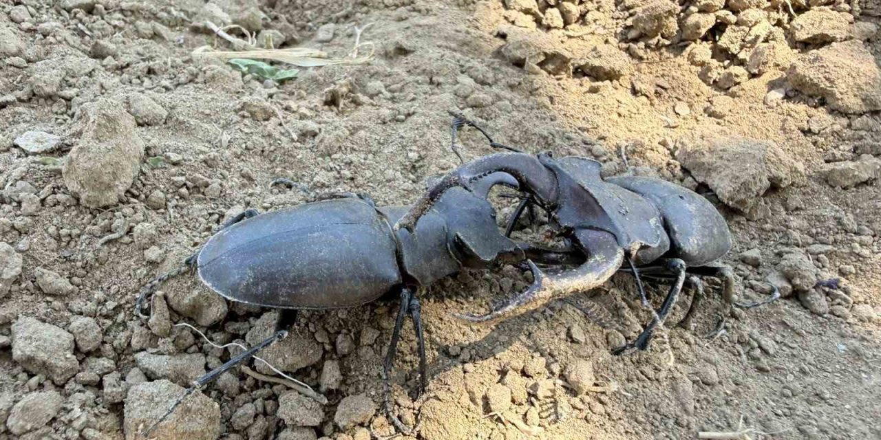 Nesli tükenme tehlikesi altındaki geyik böceği Gördes’te görüldü