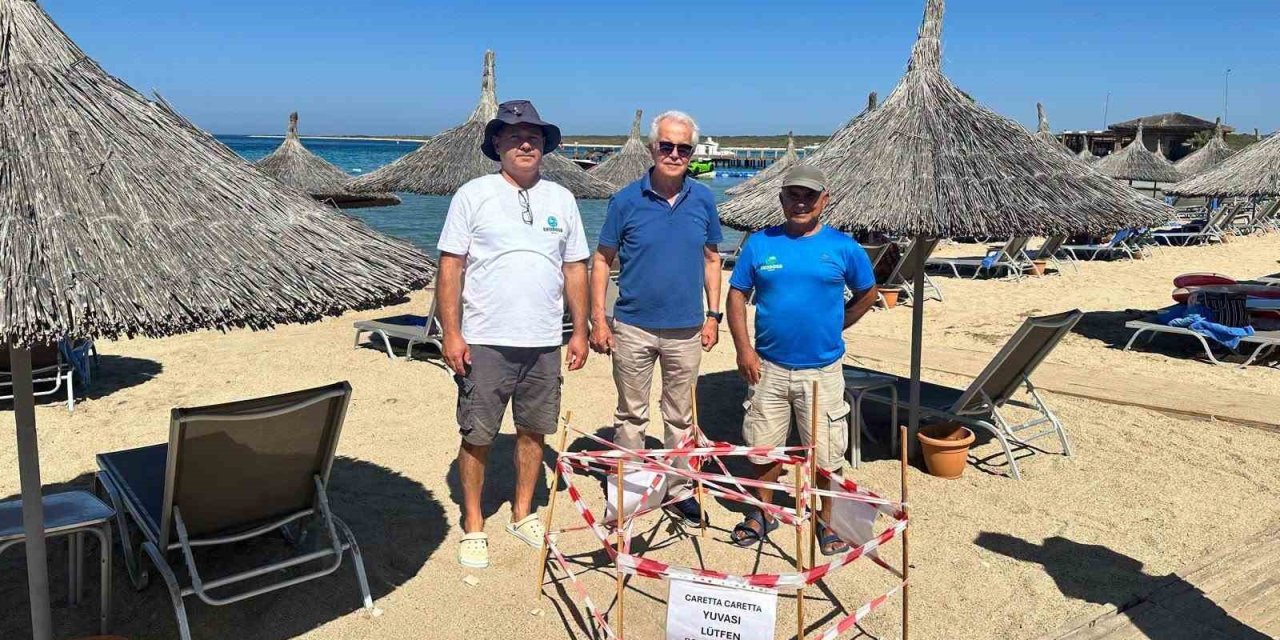 5 yıl sonra aynı plaja dönen caretta Didim’de yeniden yuva yaptı