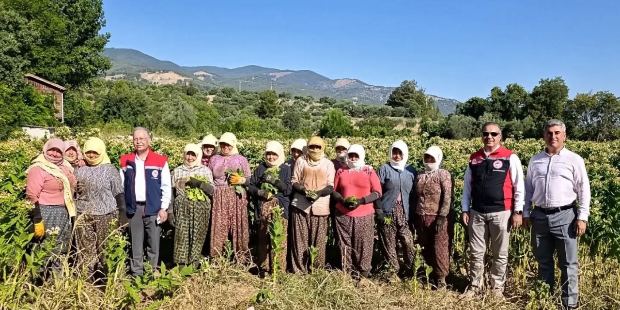 Aydın’da tütün üretiminin merkezi Karacasu’da kırım başladı