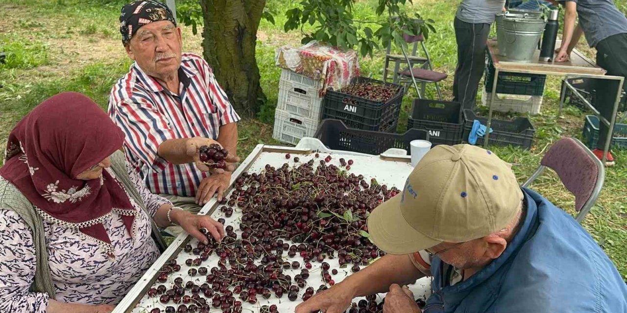 Coğrafi işaretli Akşehir ve Sultandağı kirazlarında tarihi rekor kırıldı