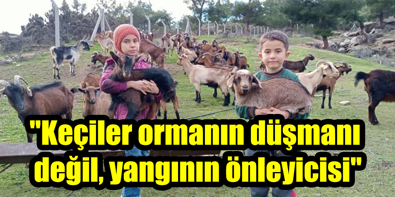"Keçiler ormanın düşmanı değil, yangının önleyicisi"