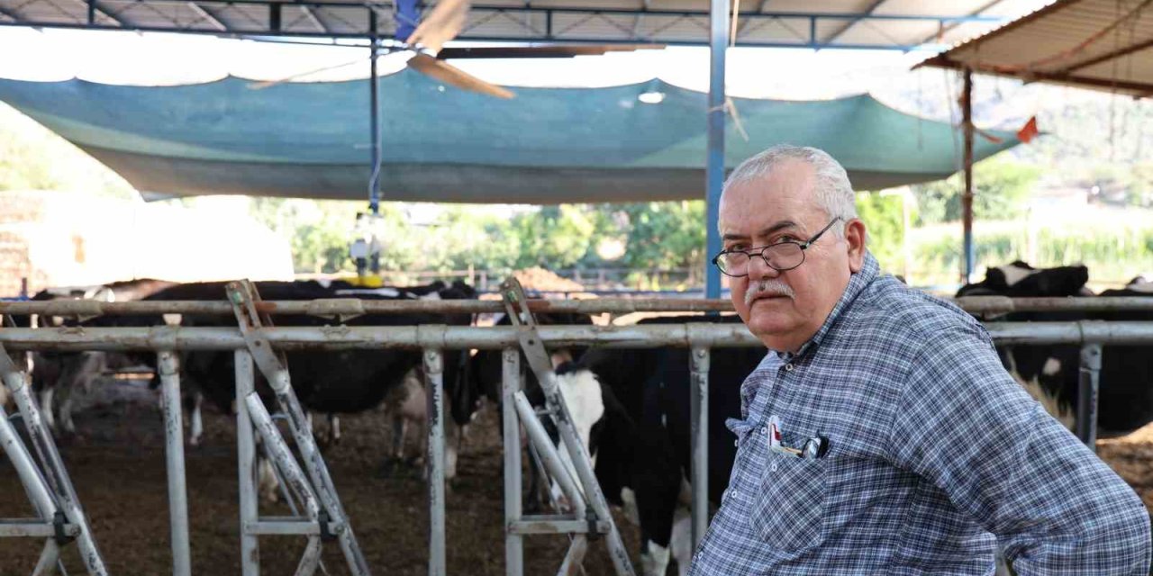 Aydın’da çöl sıcakları inekleri strese soktu; ahırlar vantilatör ile serinletiliyor