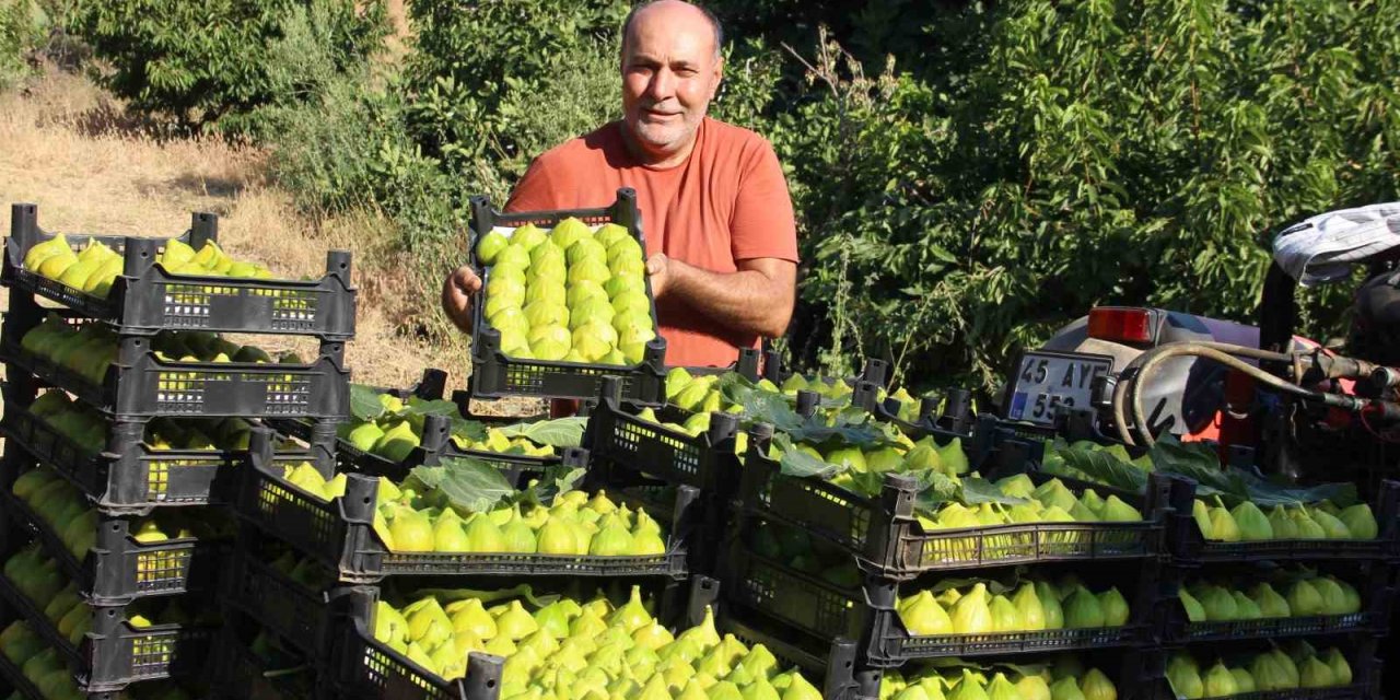 Dünyanın ilk incirinde son hasat bereketi