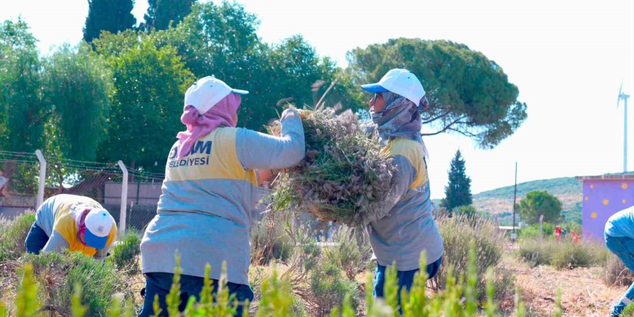Didim Belediyesi Akköy Fidanlığı’nda lavanta hasadı gerçekleştirildi