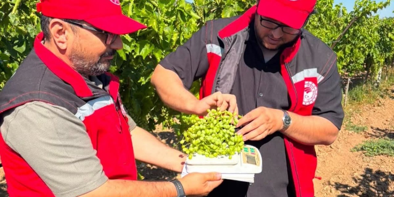 Manisa bağlarında hasat öncesi rekolte saha çalışmaları başladı