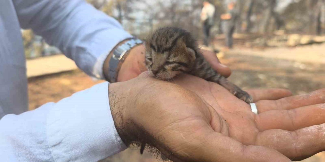 Alevlerden kurtulan kediye İHA ekibi kucak açtı