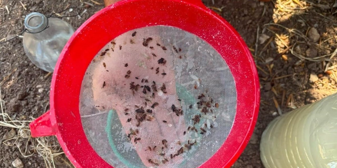 Akhisar’da zeytin sineğine karşı alarm