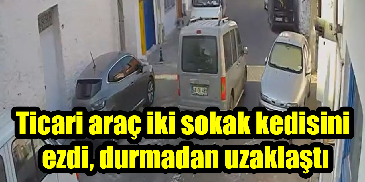 Ticari araç iki sokak kedisini ezdi, durmadan uzaklaştı