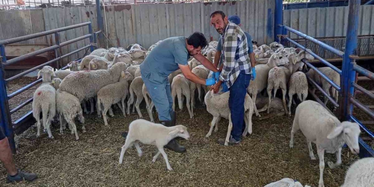 Köşk’te küçükbaş hayvanlar kayıt altına alınıyor