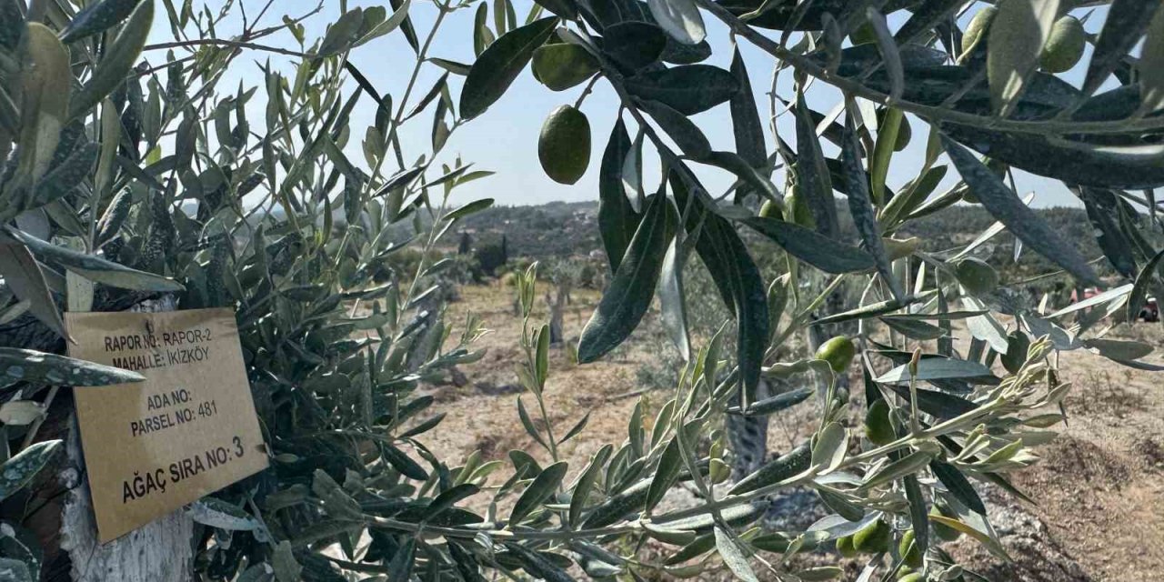 Milas’ta bilimsel yöntemlerle taşınan zeytin ağaçları, bir yıl dolmadan yeniden meyve vermeye başladı