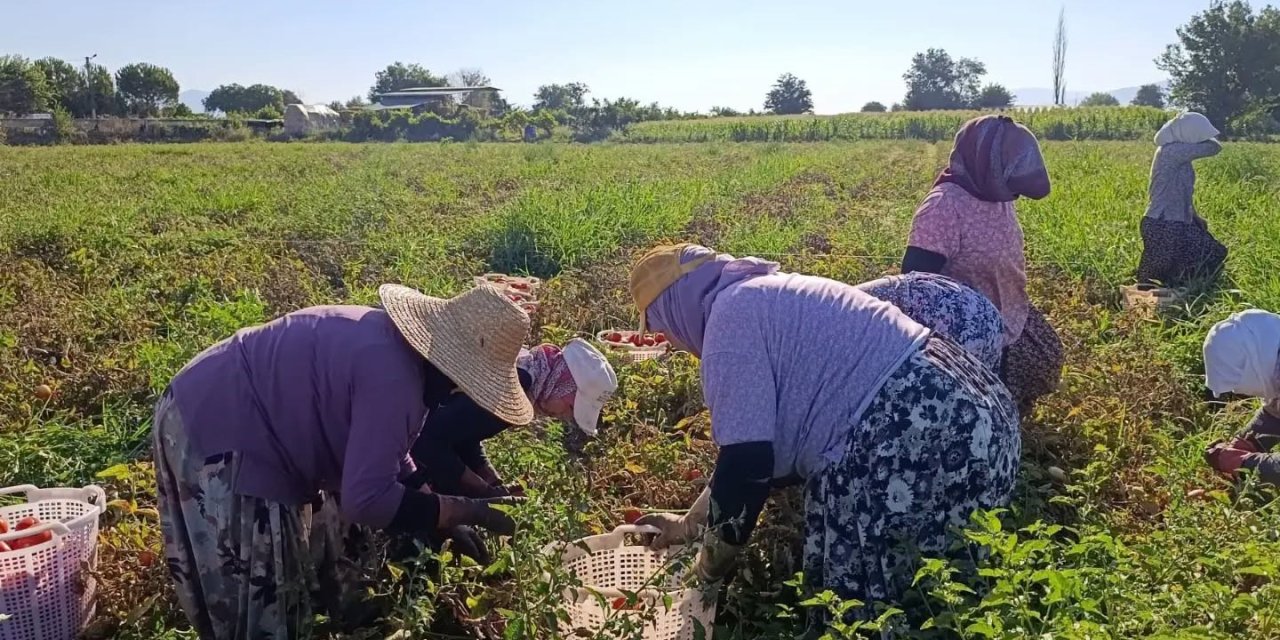 Aydın’da 12 bin 94 dekarda domates hasadı sürüyor