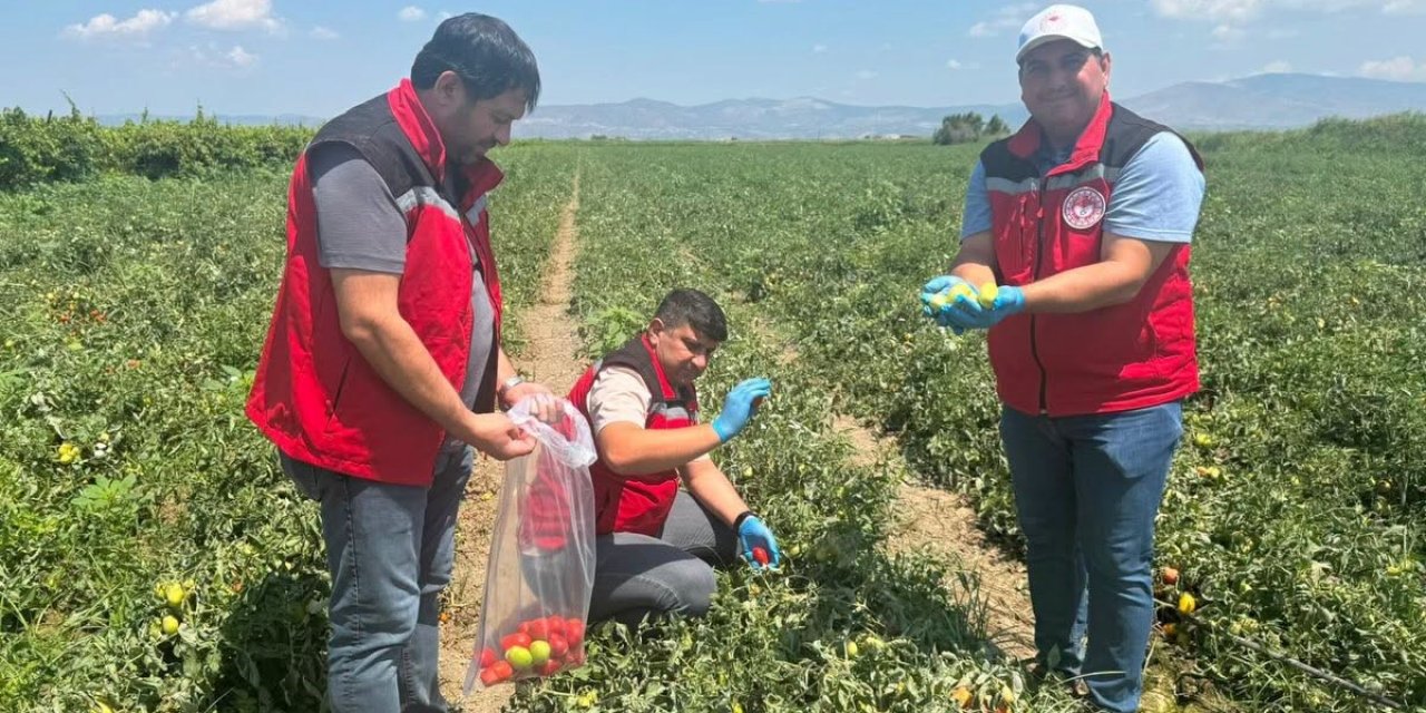 Organik domates üretimine kalıntı denetimi