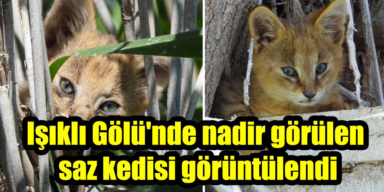 Işıklı Gölü'nde nadir görülen saz kedisi görüntülendi