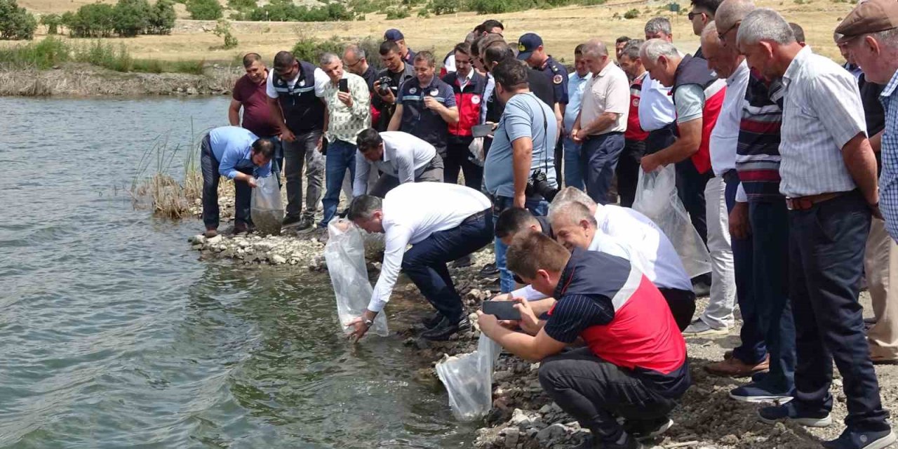 Tavşanlı göletlerine 123 bin yavru sazan bırakıldı