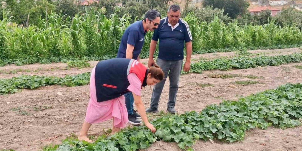 Barbunya ve kornişon salatalık da hastalık ve zararlı denetimi