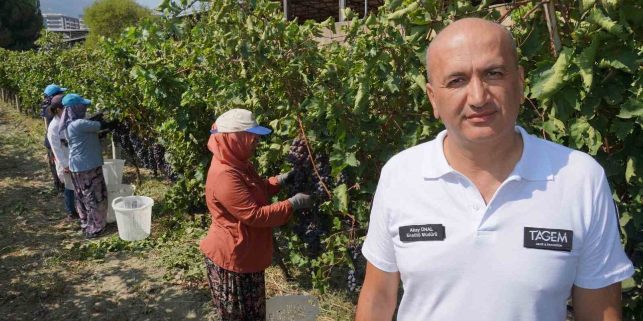 Manisa’dan dünyaya üzüm ihracatı başladı