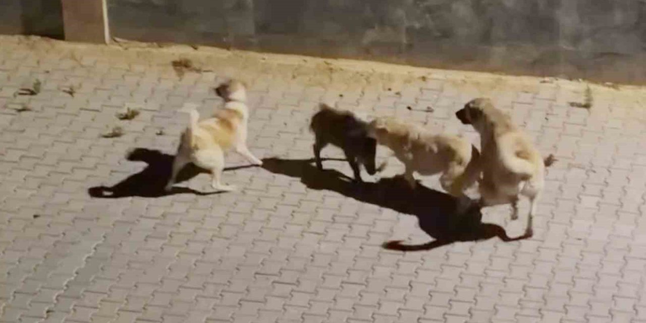 Kangalın saldırdığı yaban domuzunu sürüsü kurtardı
